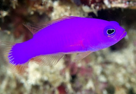 Pictichromis Porphyrea M