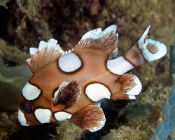 Plectorhinchus Chaetodonoides M