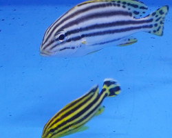 Plectorhinchus Gaterinus Ml