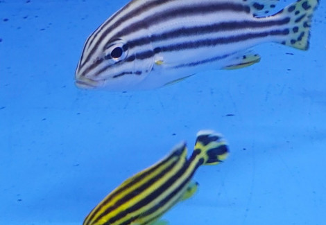 Plectorhinchus Gaterinus Ml