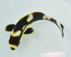 Plectorhinchus Vittatus Ml