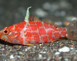 Plectranthias Inermis M