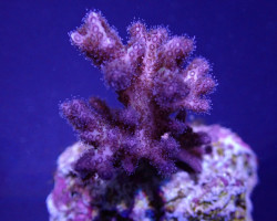 Pocillopora Acuta (Pink-Purple) (Frag) M