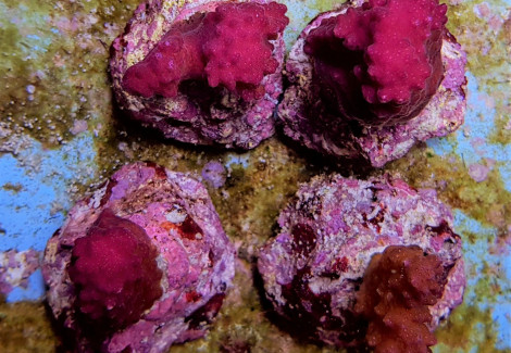 Pocillopora Danae (Pink) S