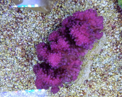 Pocillopora Verrucosa (Pink) S