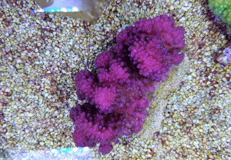 Pocillopora Verrucosa (Pink) S