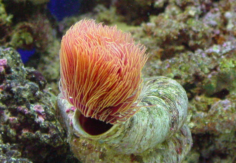 Protula Bispiralis (Orange) M