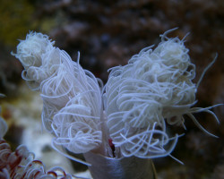 Protula Bispiralis (White) M