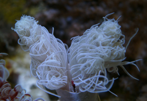 Protula Bispiralis (White) M