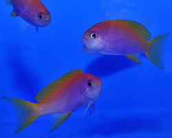 Pseudanthias Bimaculatus (Maschio) M