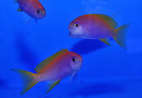 Pseudanthias Bimaculatus (Maschio) M