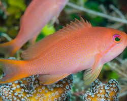 Pseudanthias Cheirospilos (Femmina) M