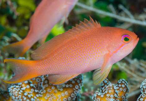 Pseudanthias Cheirospilos (Femmina) M