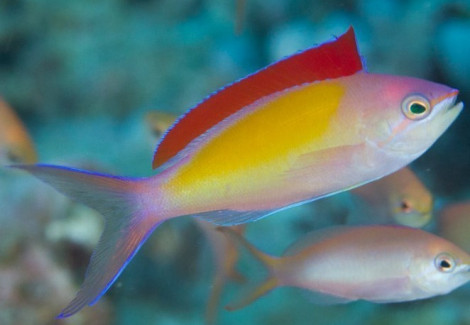 Pseudanthias Dispar M