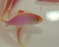 Pseudanthias Engelhardi (Maschio) Ml