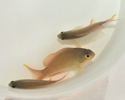 Pseudanthias Huchtii (Femmina) M