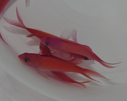 Pseudanthias Ignitus M