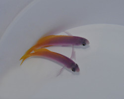 Pseudanthias Pictilis (Femmina) M