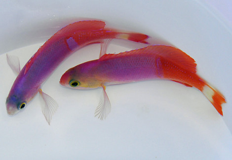 Pseudanthias Pictilis (Maschio) Ml