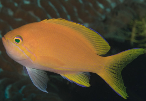 Pseudanthias Pleurotaenia (Femmina) M