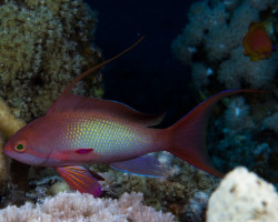 Pseudanthias Squamipinnis (Maschio) Ml