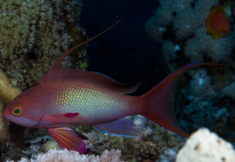 Pseudanthias Squamipinnis (Maschio) Ml