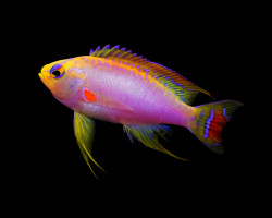 Pseudanthias Ventralis (Maschio) M