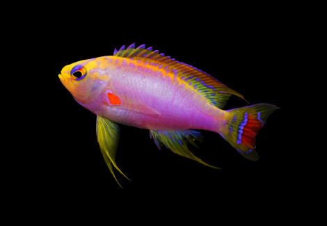 Pseudanthias Ventralis (Maschio) M