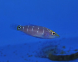 Pseudocheilinus Ocellatus (Micronesia) M