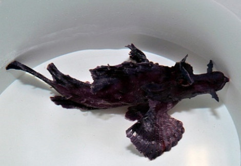 Rhinopias Eschmeyeri (Purple) M