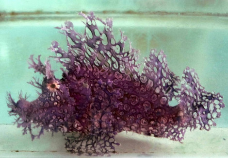 Rhinopias Frondosa (Purple) M