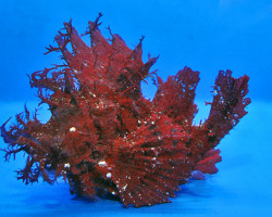 Rhinopias Frondosa (Red) M