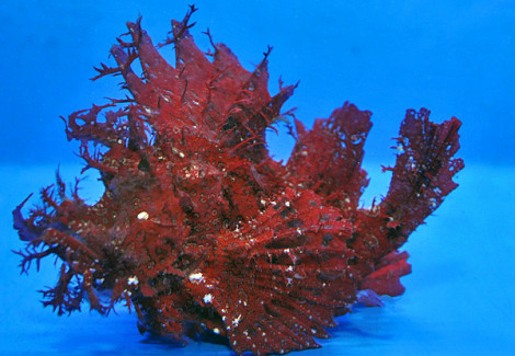 Rhinopias Frondosa (Red) M