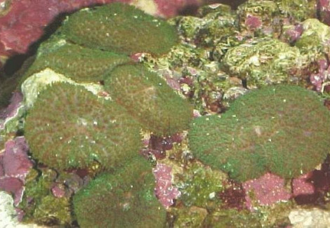 Rhodactis Cf. Inchoata (Brown/Green) L