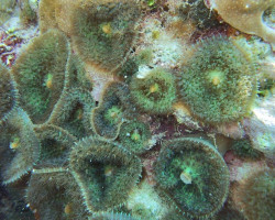 Rhodactis Osculifera (Common) Per Ear