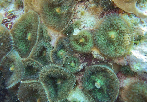 Rhodactis Osculifera (Common) Per Ear