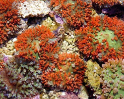 Rhodactis Osculifera (Red)  S