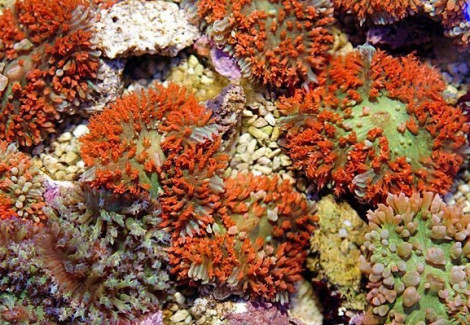 Rhodactis Osculifera (Red)  S