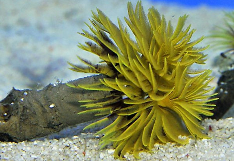 Sabellastarte (Yellow ) Ml