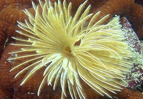 Sabellastarte (Yellow) M