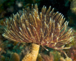 Sabellastarte Magnifica (Cuba) M