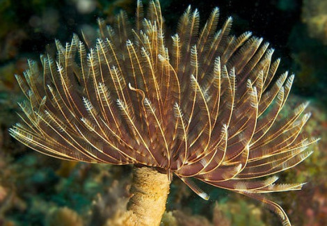 Sabellastarte Magnifica (Cuba) M