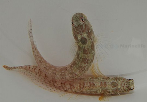 Salarias Guttatus M