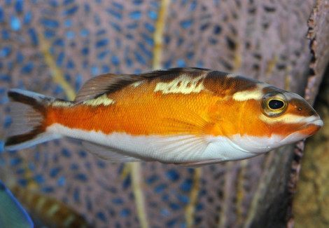 Serranus Tabacarius M