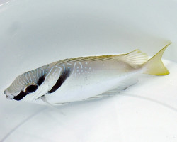 Siganus Virgatus S