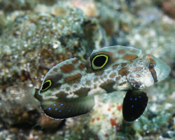 Signigobius Biocellatus M