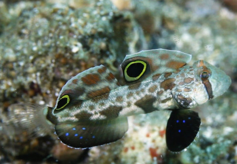 Signigobius Biocellatus M