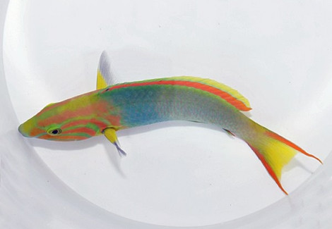 Thalassoma Lutescens S