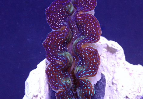 Tridacna Crocea (Grade A) 6Cm