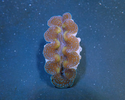 Tridacna Crocea (Grade A) 7Cm